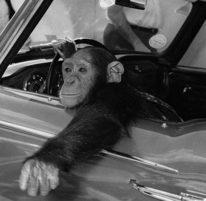 Chimp-At-Wheel.jpg