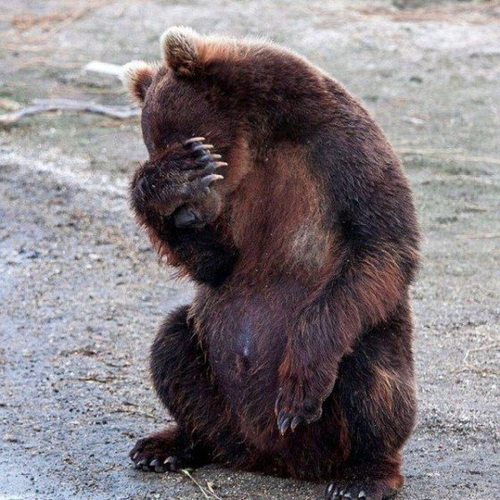 facepalm-bear-560x560.0.jpg